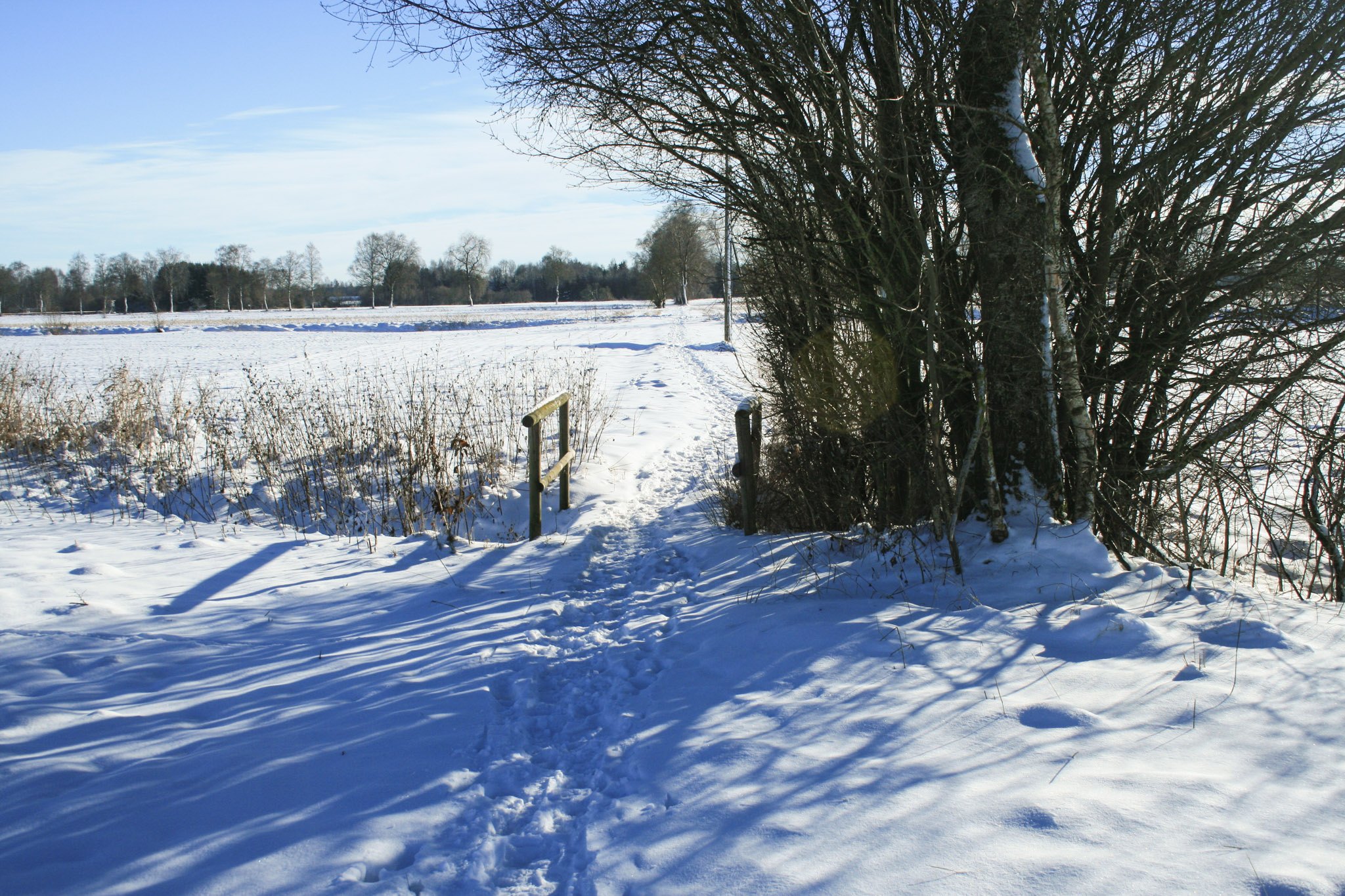 Schmaler Weg im Schwabener Moos Schmaler Weg im Schwabener Moos