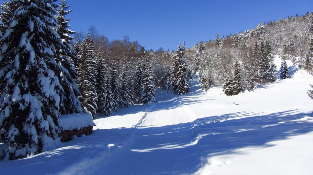 Ein flaches Stück an der Rodelbahn, hier muss man auch mal ziehen. Ein flaches Stück an der Rodelbahn, hier muss man auch mal ziehen.