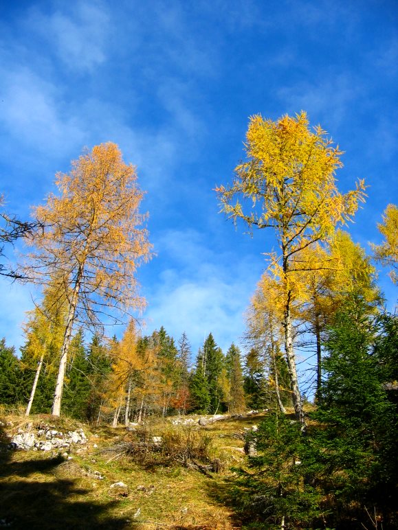 Herbstliche Bäume unterhalb der Kala-Alm auf der Straße zum Gasthaus Schneeberg