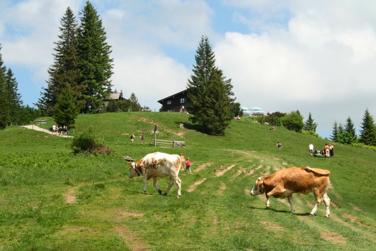 Auf der großen Almwiese kurz vor dem Gasthaus Neureuth