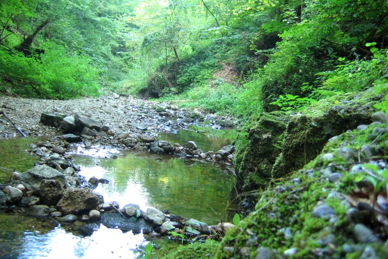 Der Bach schlängelt sich durchs wilde Kiental