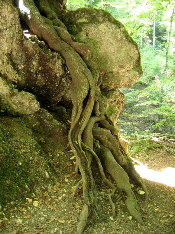 Ein mächtiger Baum im Kiental