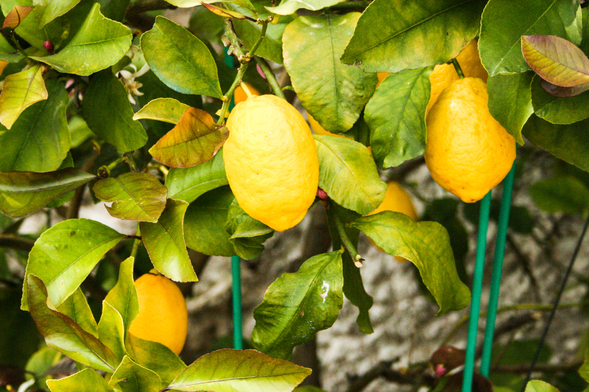 Limonaia del Castel - die Zitronen-Gewächshäuser in Limone sul Garda ...