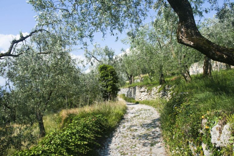 Der Weg nach Malcesine führt durch die Olivenhaine