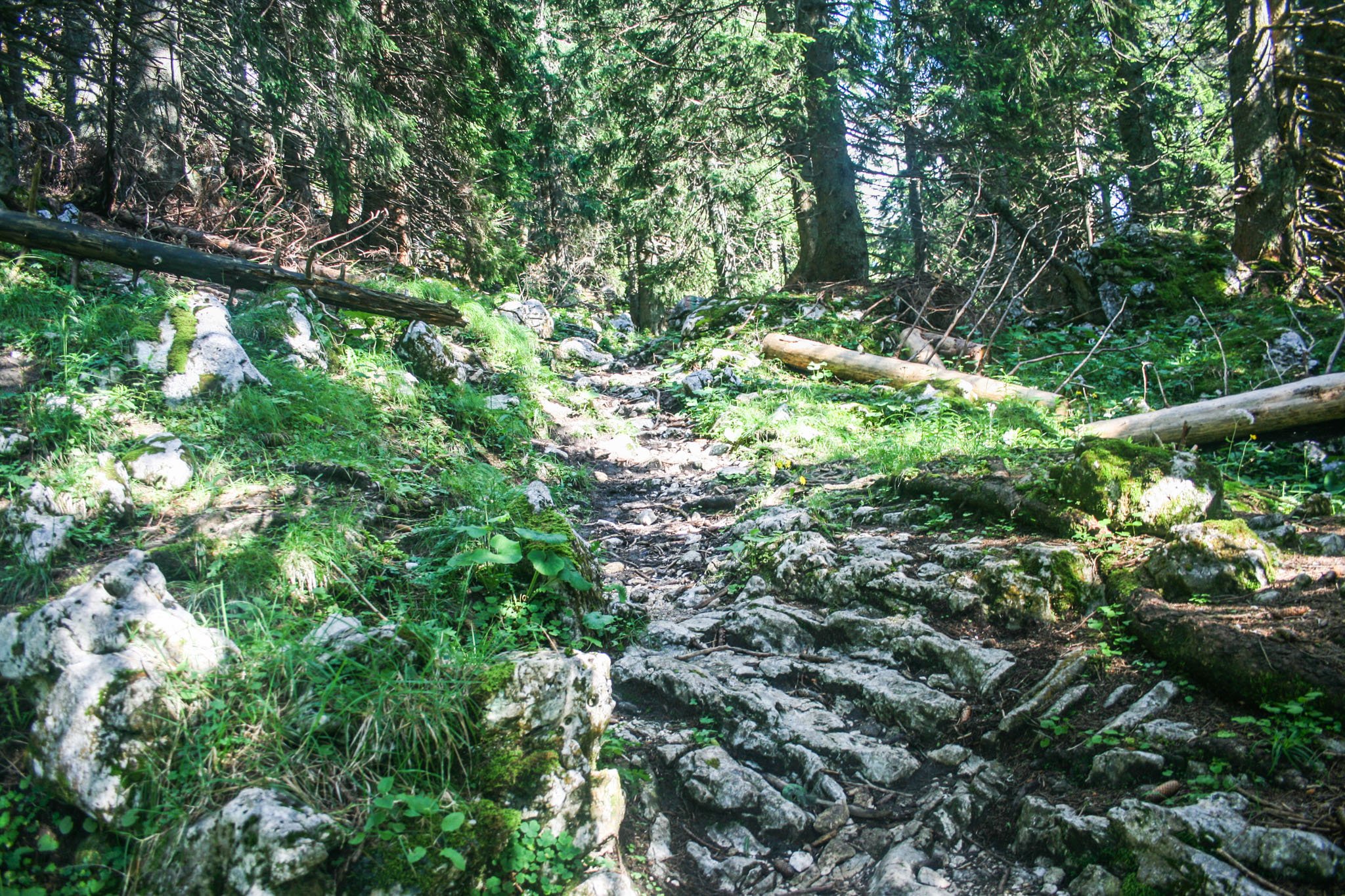 Steinige Pfade durch den Wald Steinige Pfade durch den Wald