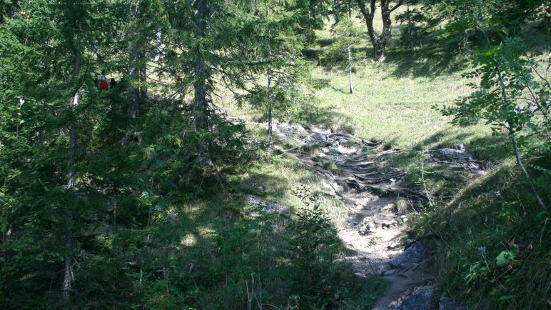 Wurzeliger Weg, etwa in Höhe der unteren Sonnbergalm