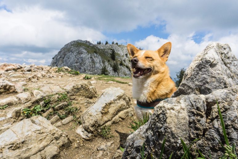 Berghund Mikki auf dem Heuberg