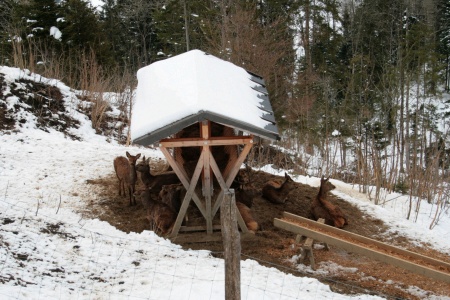 Rehe an der Futterkrippe direkt unterhalb der Reiseralm-Terrasse