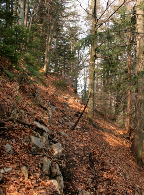 Schmaler Hangweg zur Baumgartenschneid