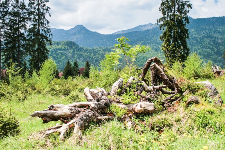 Wurzeln eines vom Sturm gefällten Baumes