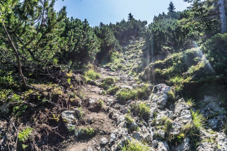 Steil bergab über Felsen zwischen den Latschen hindurch