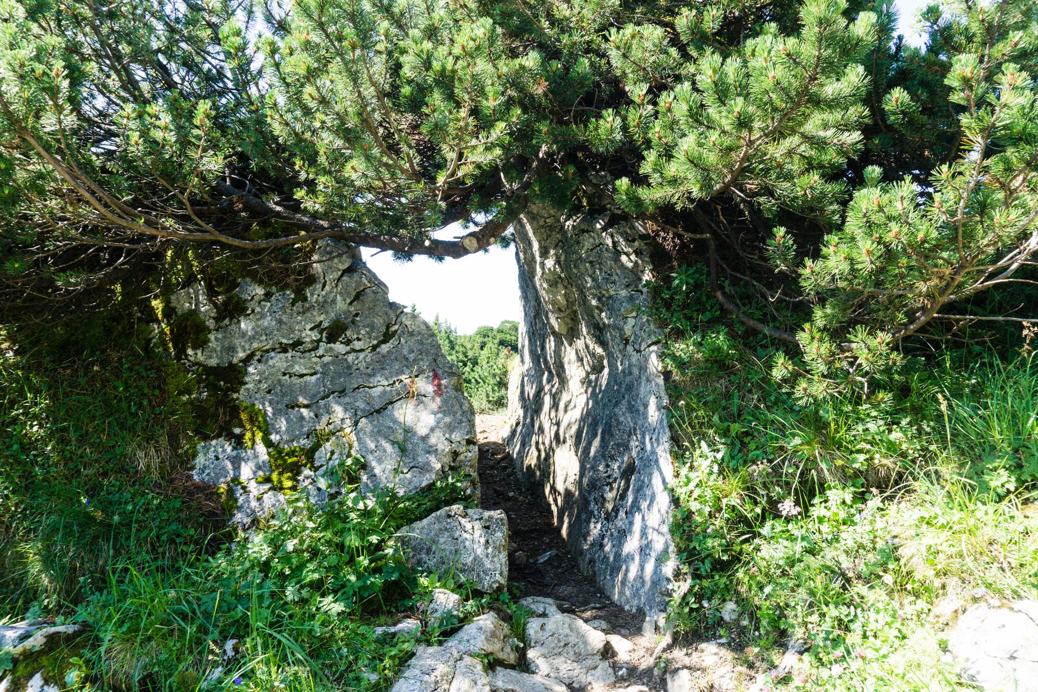 Steintor, ein Stück vorm Gatterl Steintor, ein Stück vorm Gatterl