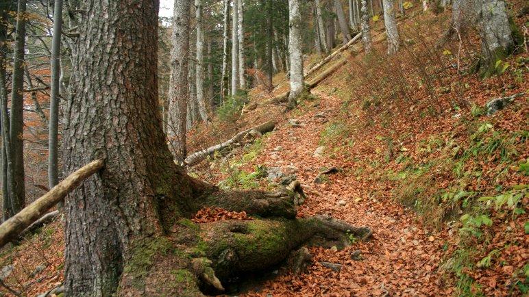 Über den Bergsteig durch den Wald zur Materialseilbahn