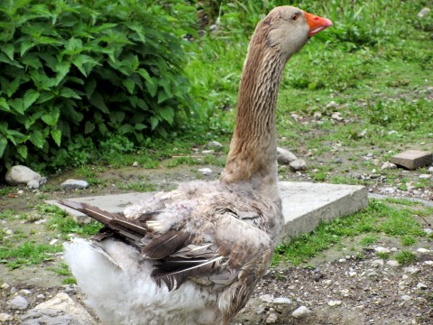 Alm-Gans an der Kochelbergalm