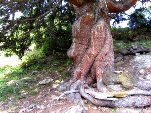 Der Knollennasen-Baum steht etwa 20 Minuten vor der Friedrichshafener Hütte