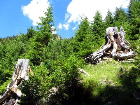 Im Wald tauchen immer wieder bizarre Baumstümpfe auf