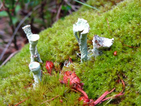 Merkwürdige Pilze am Wegrand