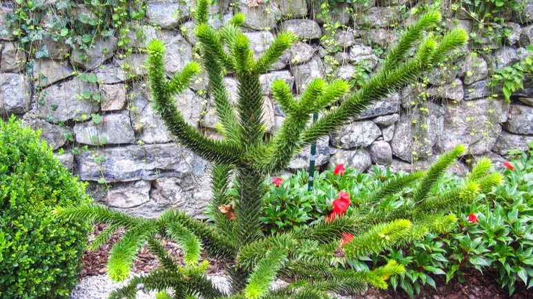 Ungewöhnliche Pflanzen im Botanischen Garten