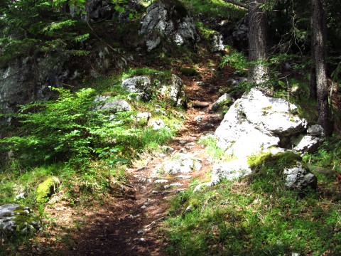 Waldpfad um den Achleitenkogel herum