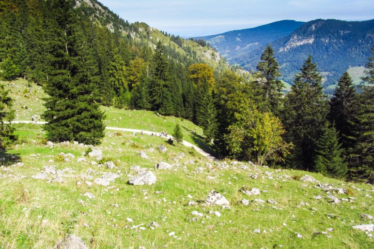 Die Almwiese unterhalb der Ankelalm