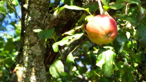 Lecker, ein Apfel direkt vom Apfelbaum