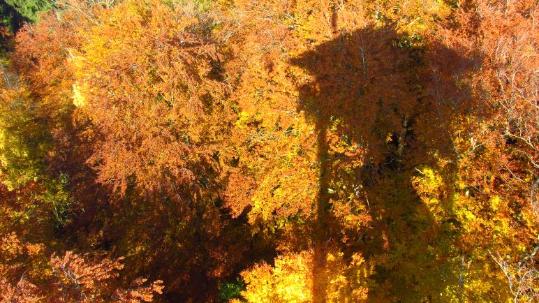 Der Ebersberger Aussichtsturm als Schatten auf den Herbstbäumen