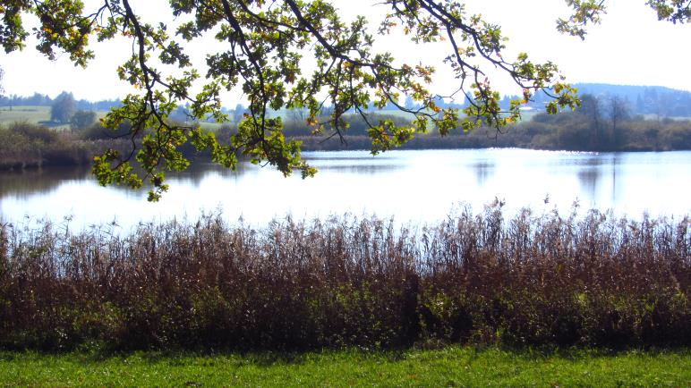 Der Egglburger See, vom Uferweg aus gesehen