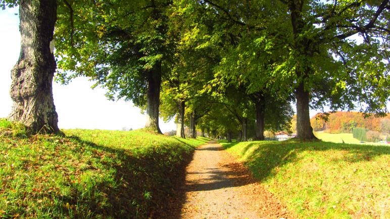 Die Heldenallee zur Ludwigshöhe mit dem Ebersberger Aussichtsturm