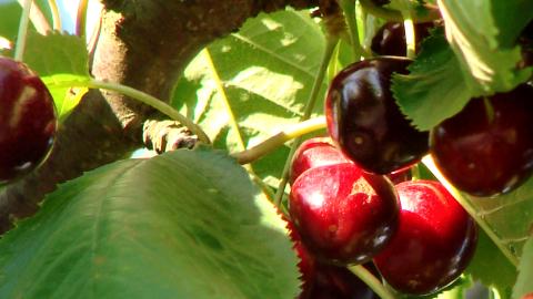 Auch lecker: Kirschen - Das Foto stammt von mundraub.org