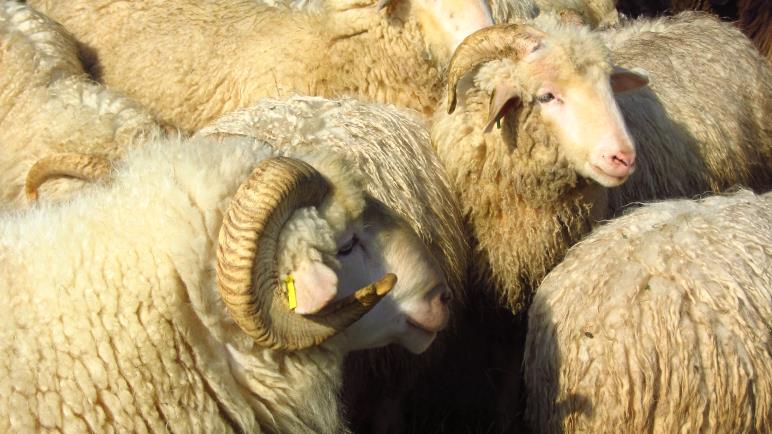 Schafe am Museum Wald und Umwelt