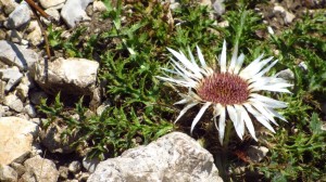 Eine Silberdistel am Rand des Weges