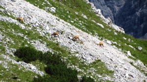 Gämsen auf dem Weg die Rotleitenschneid hinauf