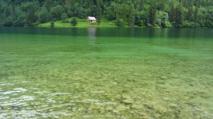 Grünes Wasser am Königssee