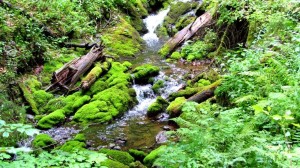 Ein Bach wie im Urwald, welch ein Kontrast zu dem, was uns im Steinernen Meer erwartet