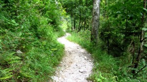 Wandern durch den Wald, welch Abwechslung nach dem Steinernen Meer