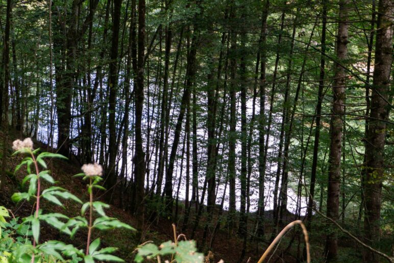 Ein kurzer Blick durch die Bäume auf den Rudersburger See