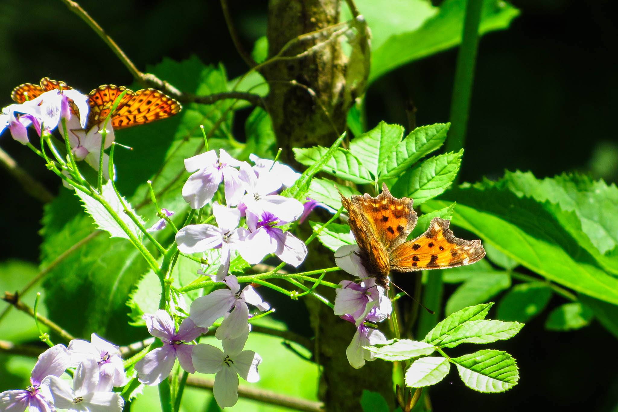Mitten im Wald lassen sich Schmetterlinge beobachten