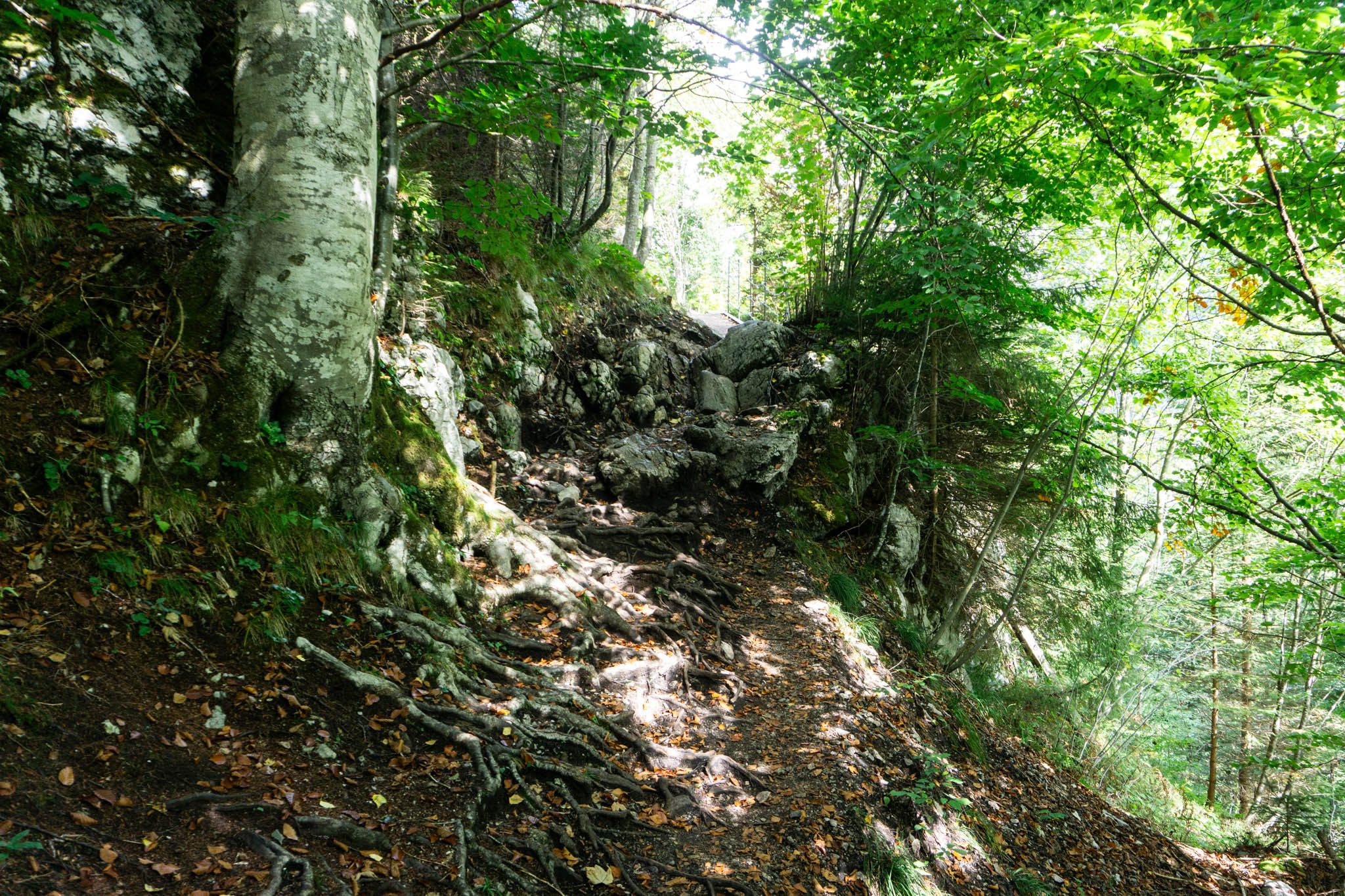 Schön wild, so muss ein Schmugglersteig aussehen
