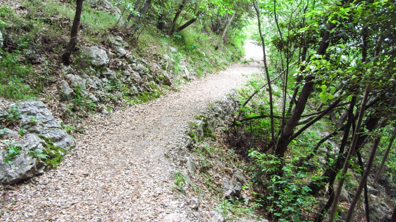 Der Wanderweg durch den Bergwald ist flach und leicht zu gehen