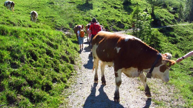 Gleich zu Beginn der Wanderung treffen wir auf eine Kuhherde