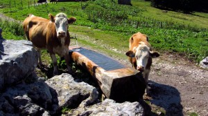 Kühe an der Tränke bei der Stuhlalm