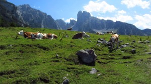 Kühe vor der Bischofsmütze oberhalb der Stuhlalm