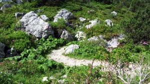 Auf dem Wastl-Lackner-Steig geht es wieder zurück zum Ausgangspunkt der Wandertour