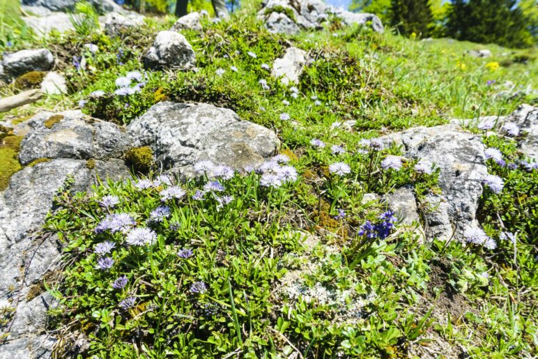 Felsdurchsetzte Almwiese mit Wiesenblumen