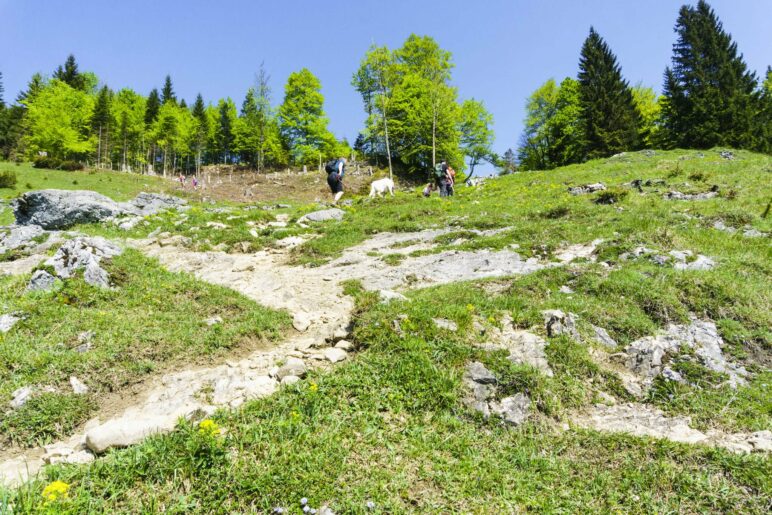 Aufstieg oberhalb der Bubenau Alm
