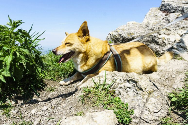 Ausruhen auf dem Gipfel. Für einen kleinen, alten Hund war es eine schöne, aber anstrengende Wanderung