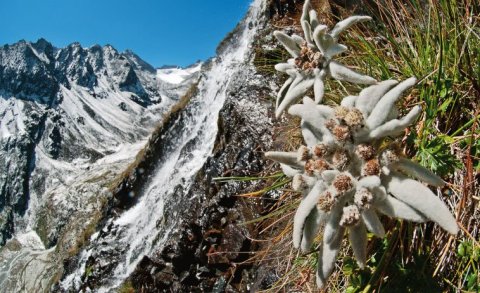 Die Alpenblume schlechthin: Das Edelweiss. Ein tolles, ungewöhnliches Foto von Heinz Zak