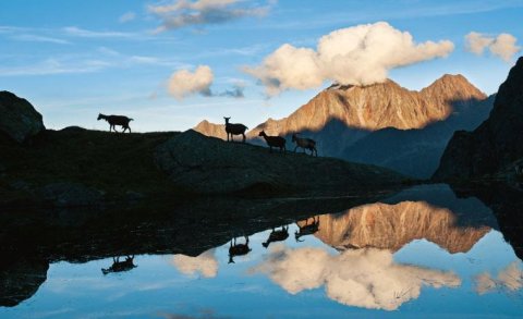 Tirol 2013 - Das Titelfoto zeigt Ziegen vor der Neuen Regensburger Hütte - Foto: Heinz Zak