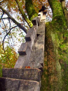 Wie eine Leiter am Obstbaum lehnt die zackige Holzlatte am Stamm