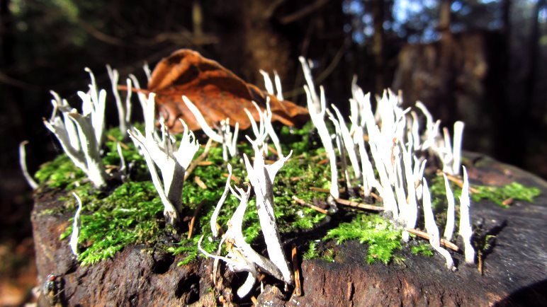 Natürliche Kunst am Wegesrand - ungewöhnliche Pilze auf einem Baumstumpf